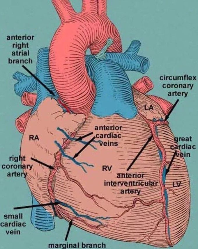 The Coronary Arteries