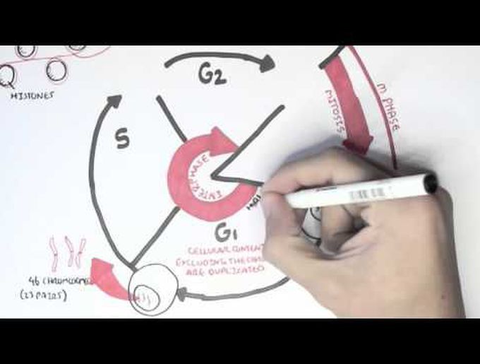 Cell Cycle (Overview, Interphase)