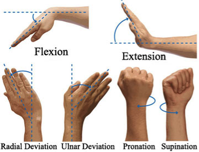 Supination and Pronation - MEDizzy