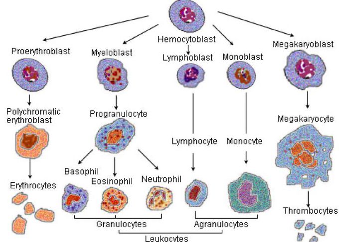 Erythropoiesis and More