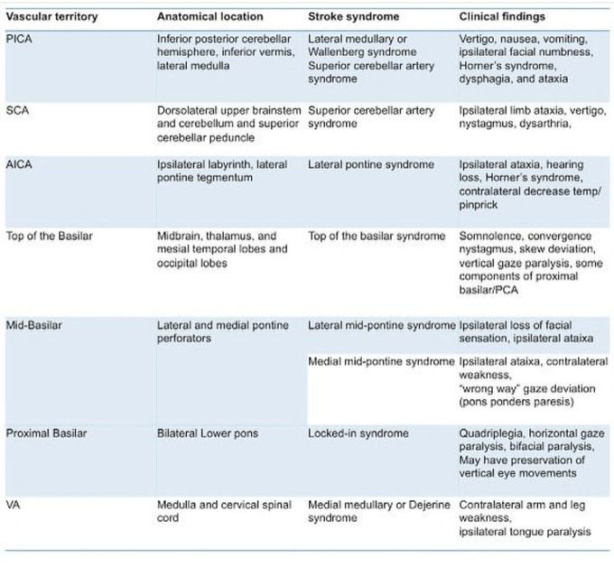 Vascular Territory And Stroke Syndrome