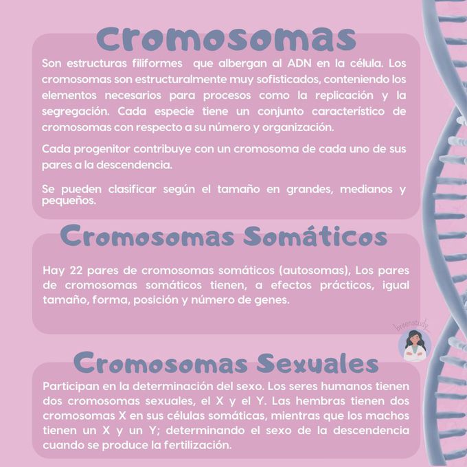 Cromosomas 🧬