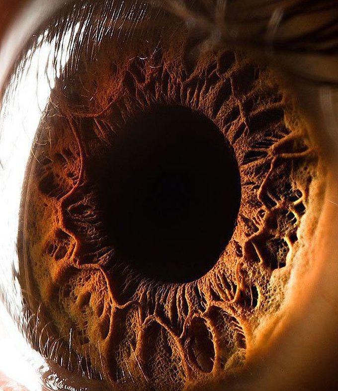 Close-up view of the human eye