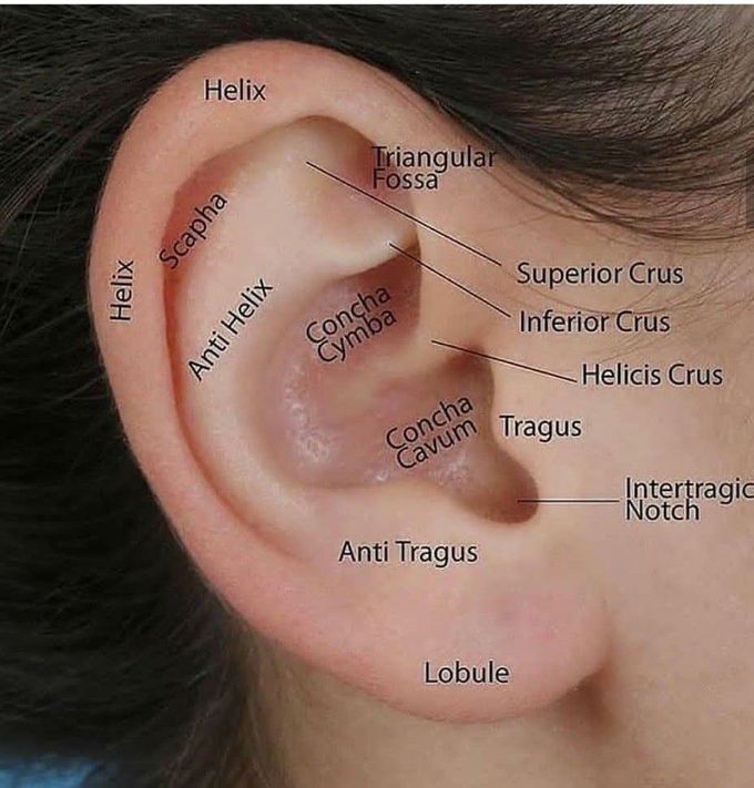 External  ear