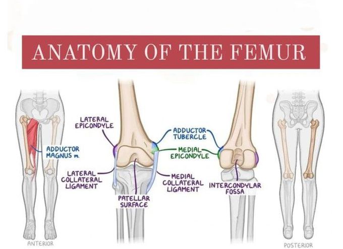 Anatomy of femur