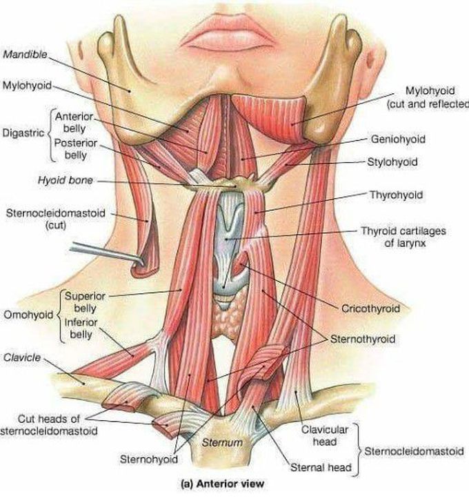 Triangles of the neck