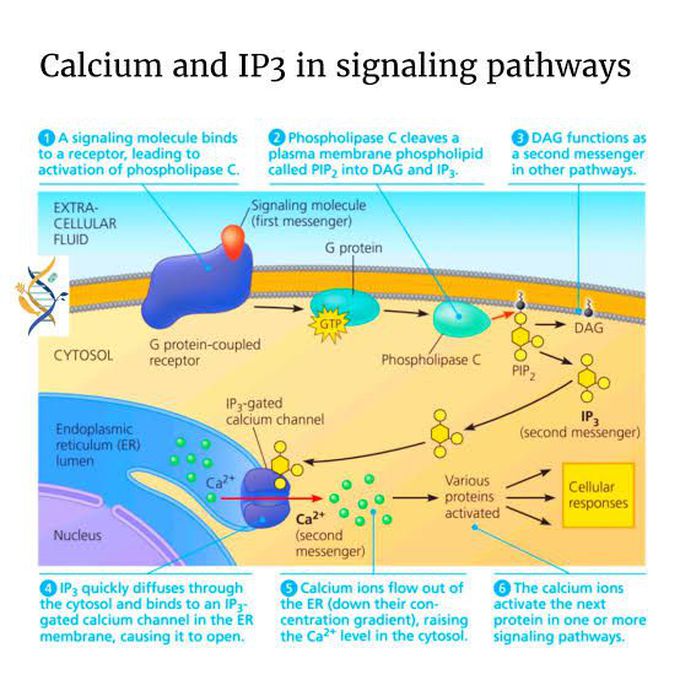 Calcium and IP3 mechanism of hormone action