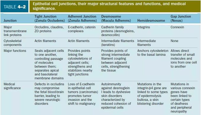 Epithelial Cell Junctions - Structure & Fxn