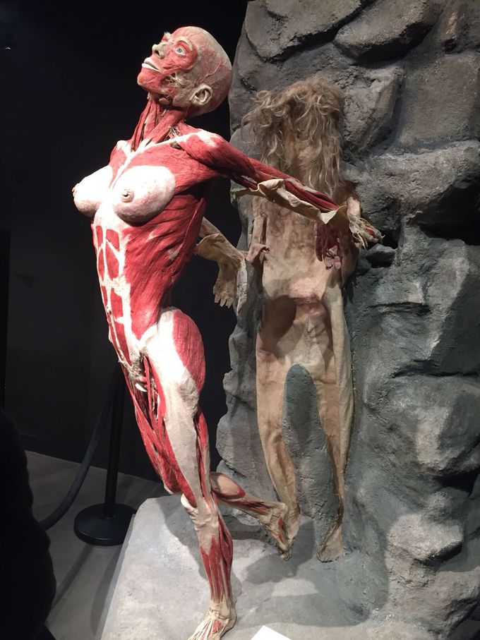 Very interesting visit at Body Worlds.