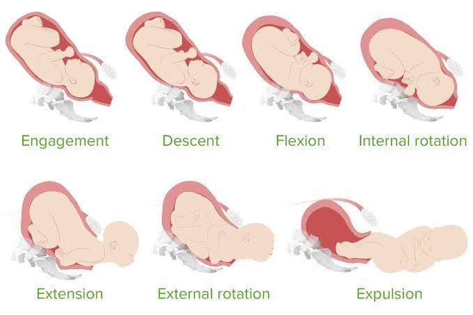 Mechanism of Labour