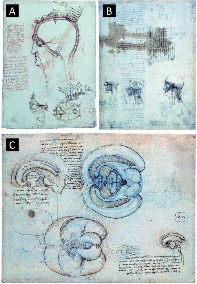 Da Vinci Sketches of the Brain