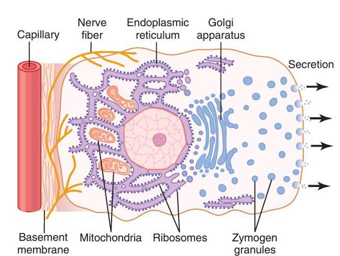 Glandular cell