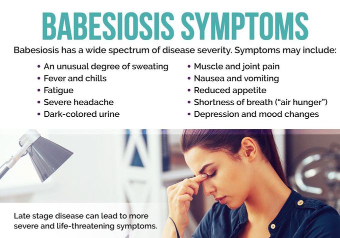 Symptom of Babesiosis