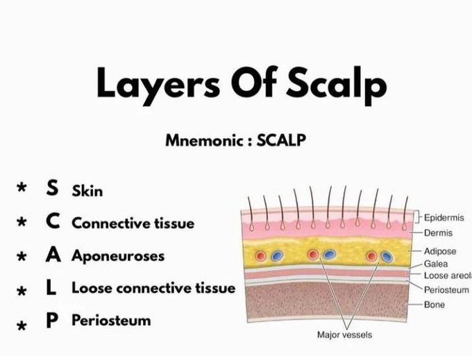 Layers of scalp