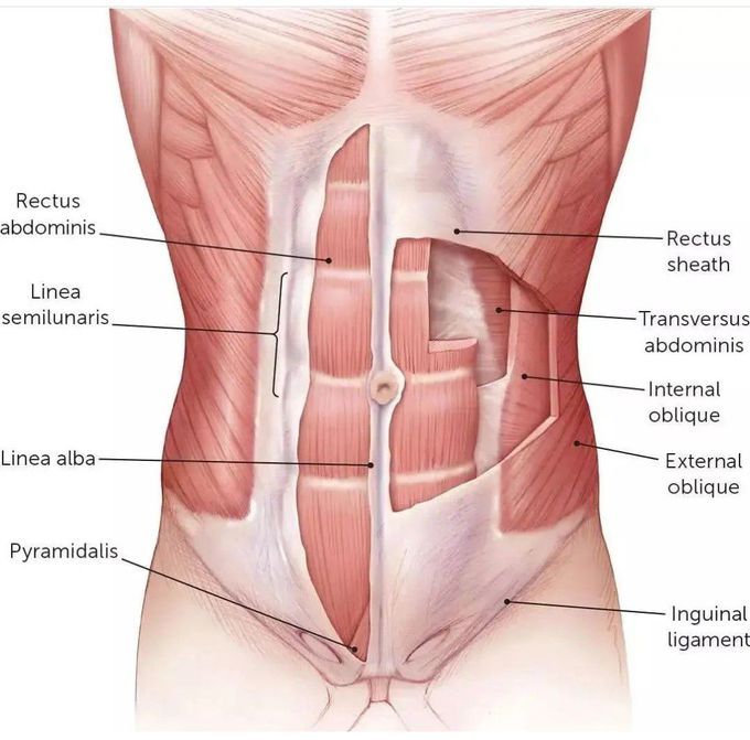 Muscles of the Abdomen