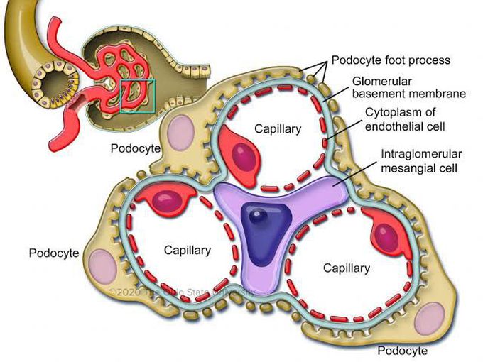 The glomerulus