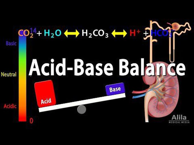 Acid-Base Regulation (Animation)