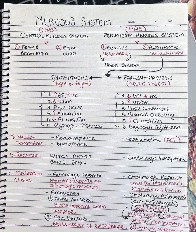 Nervous System