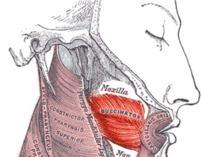 Buccinator muscle