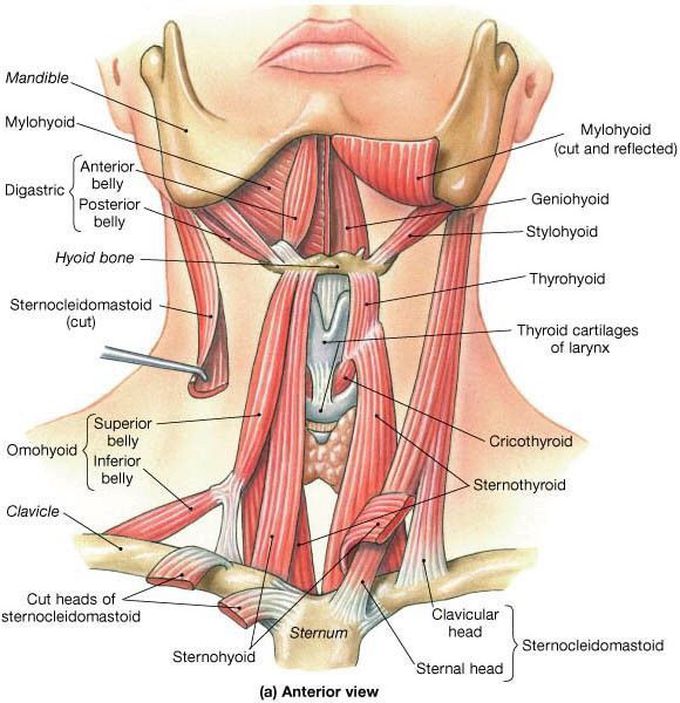 Neck Anatomy (anterior view)