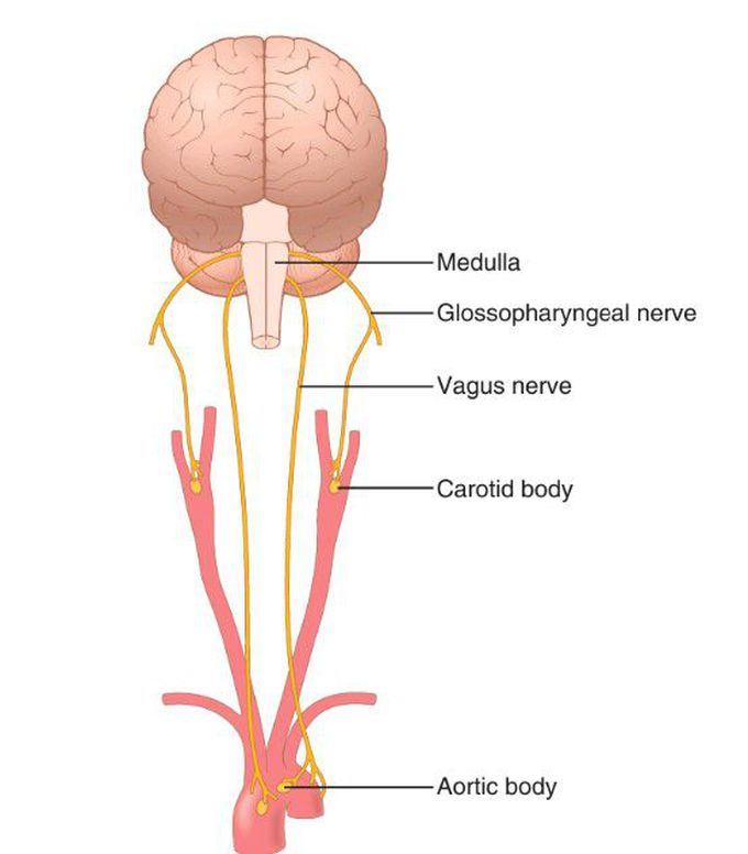 Peripheral chemoreceptors