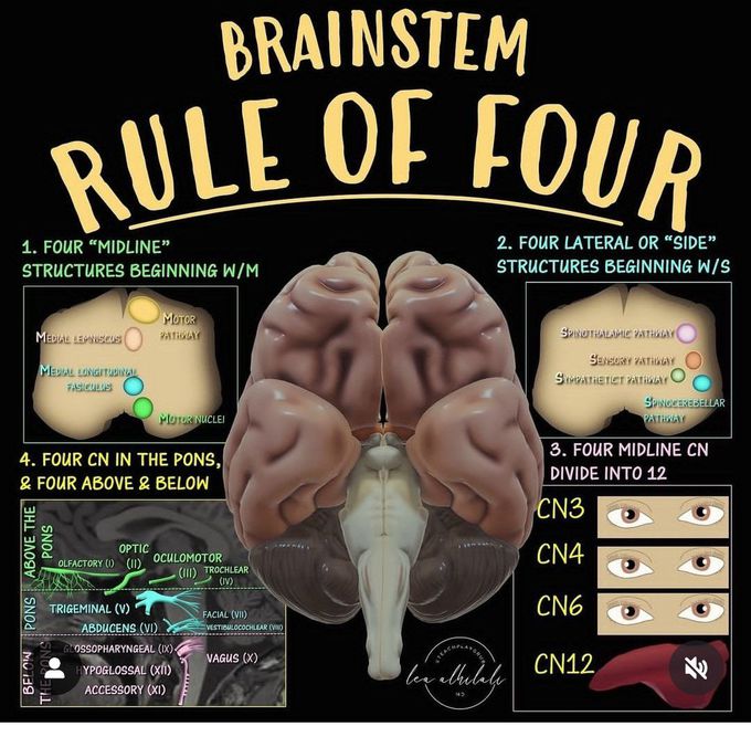 Brainstem- Rule of Four