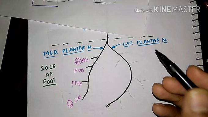How to draw Tibial nerve , PART - 3/3