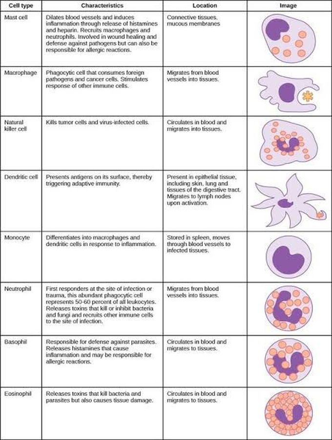 Features of leukocytes