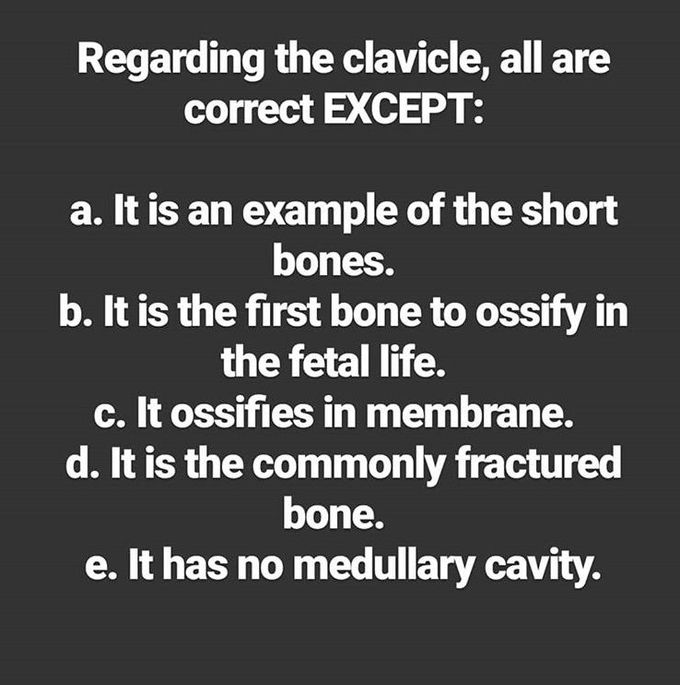 Basic anatomy