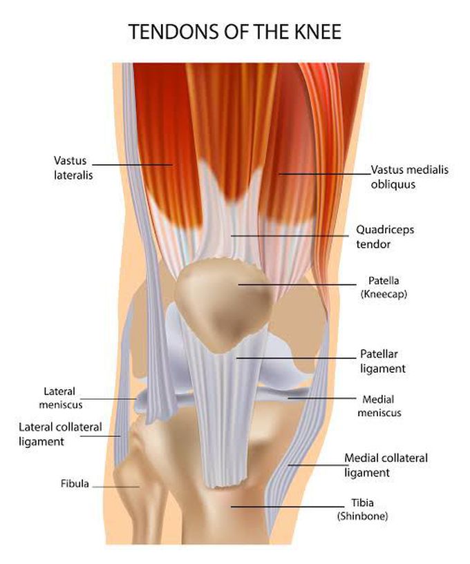 Tendons of knee