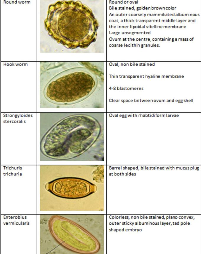 Ova and Parasites in Stool