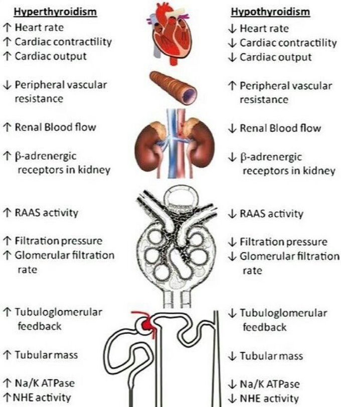 Differences btw Hypothyroidism & Hypothyroidism