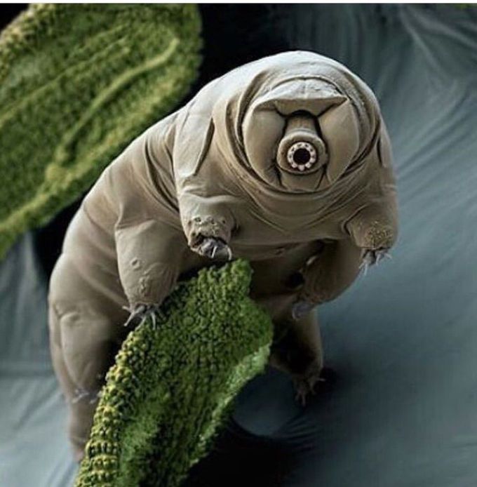 Tardigrades