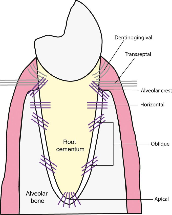 Types of PDL fibers