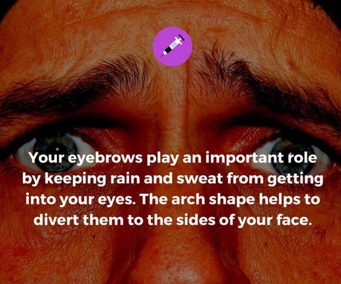 Eybrows THE UMBRELLA for eyes 👁