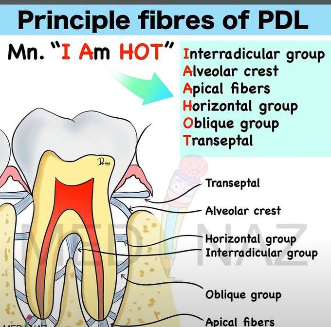 PDL fibres