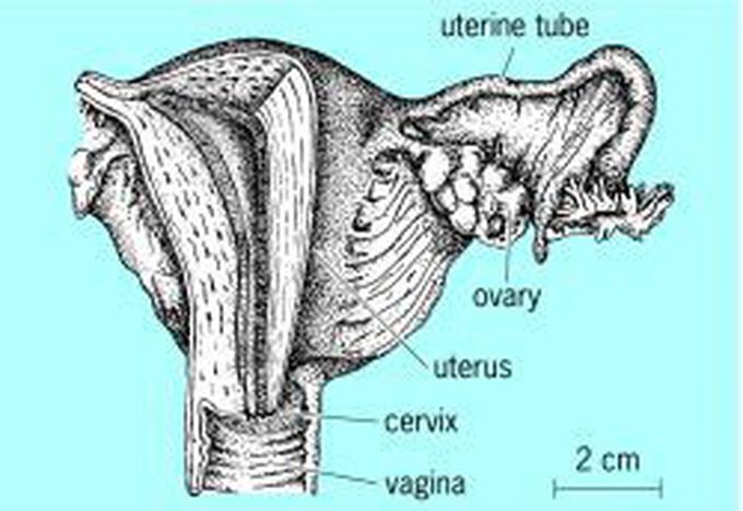 Gravid's uterus