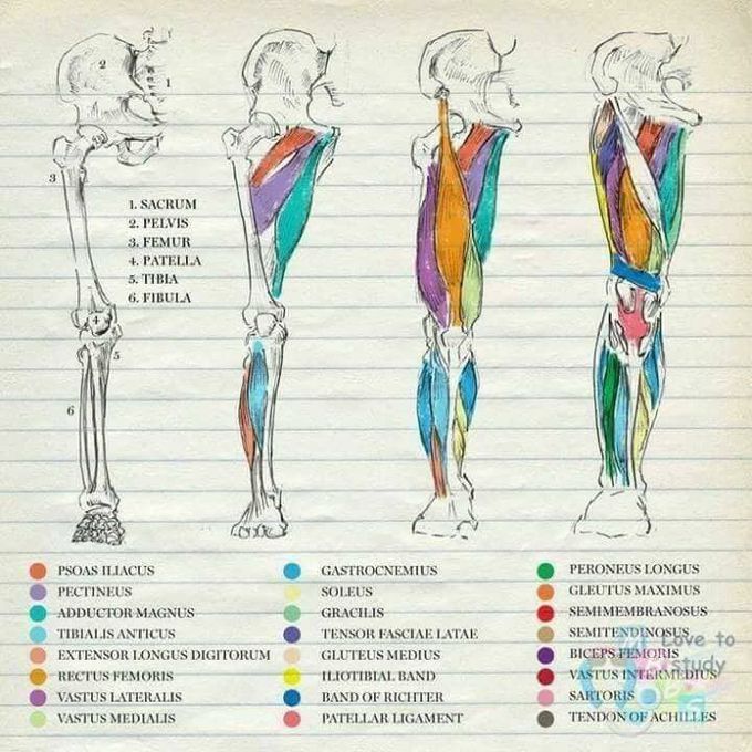 Anatomy illustrations