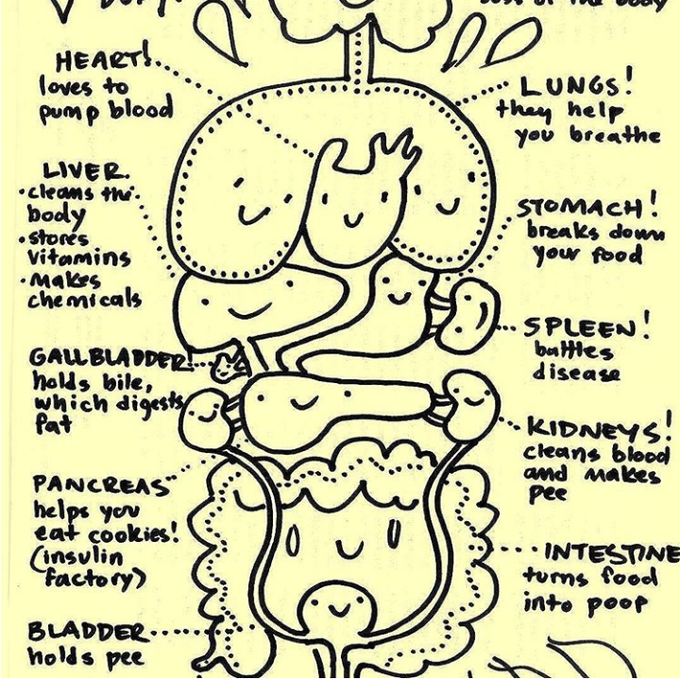 Digestive System