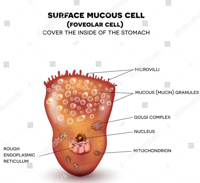Mucous cells