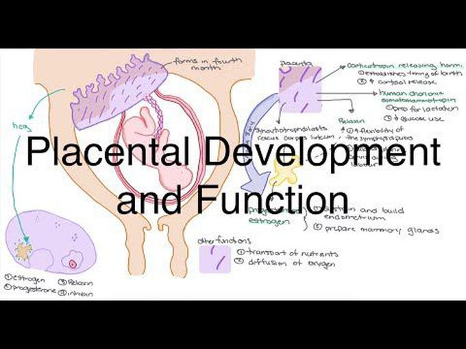 66- Descriptive development of the placenta