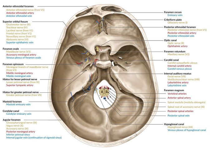 Contents of the Cranial Cavity