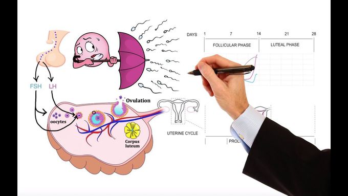Menstrual Cycle & Pharmacology of Hormonal Contraceptives - Animated