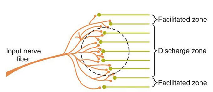 Neuronal pool