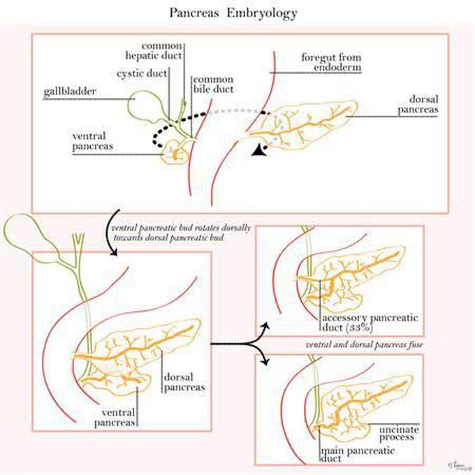 Pancreas Embryology