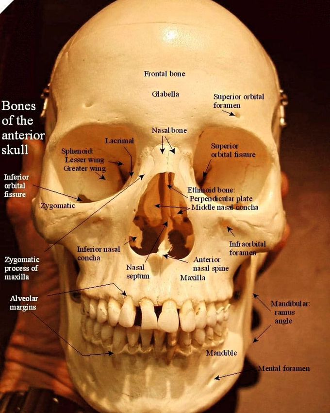 Basics of skull