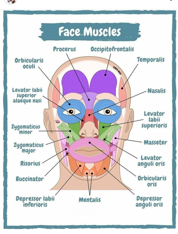 Facial muscle