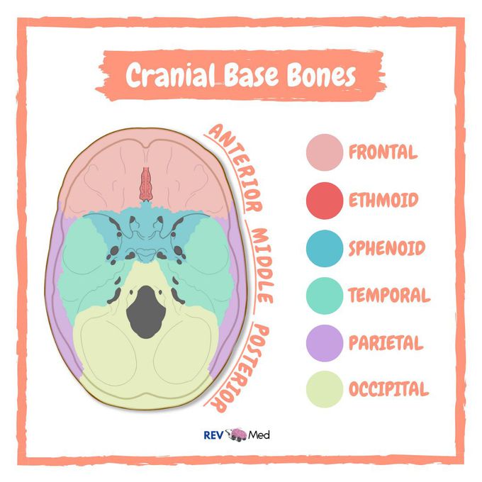 Bones of the Cranial Base - Color Coded