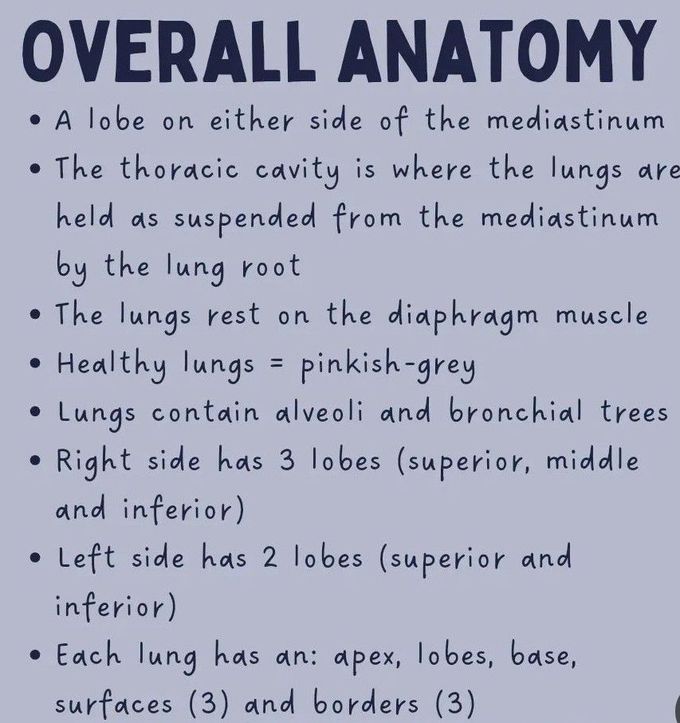 Lung Anatomy I