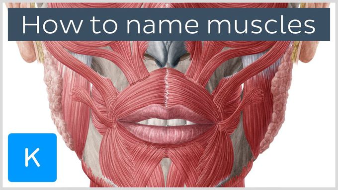 How are muscles named?